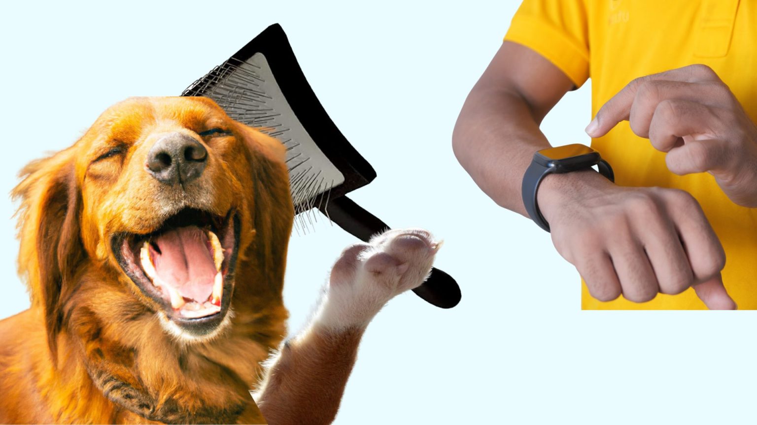 How Often Should You Use a Slicker Brush? Slicker Brush